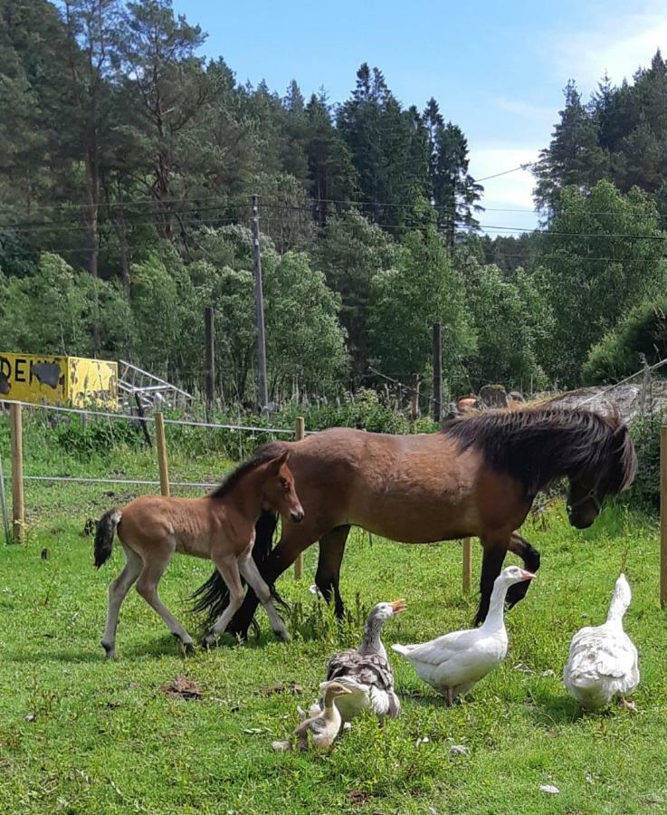 Stall Hav-Vik Farmstay Farsund Dış mekan fotoğraf